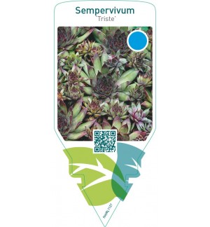 Sempervivum ‘Triste’