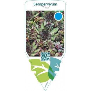 Sempervivum ‘Triste’