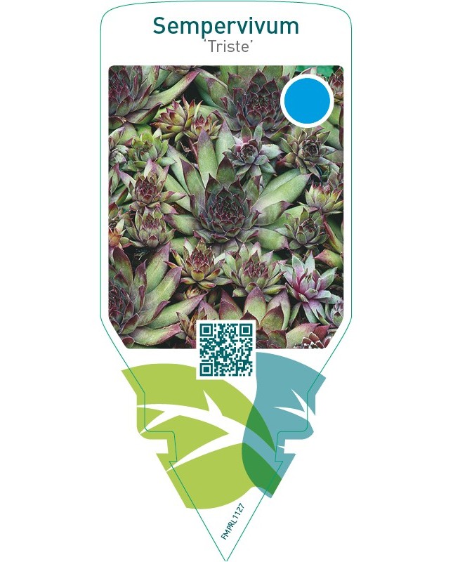 Sempervivum ‘Triste’