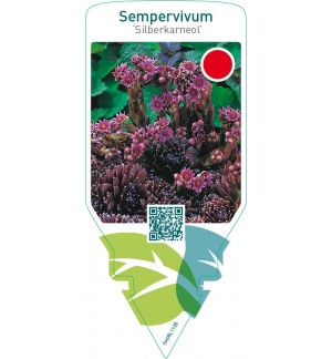 Sempervivum ‘Silberkarneol’