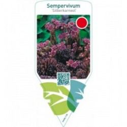 Sempervivum ‘Silberkarneol’