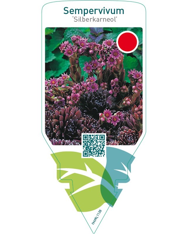 Sempervivum ‘Silberkarneol’