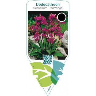 Dodecatheon pulchellum ‘Red Wings’