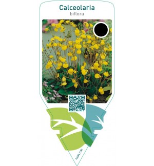 Calceolaria biflora  yellow