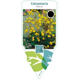 Calceolaria biflora  yellow
