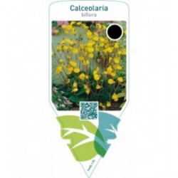 Calceolaria biflora  yellow