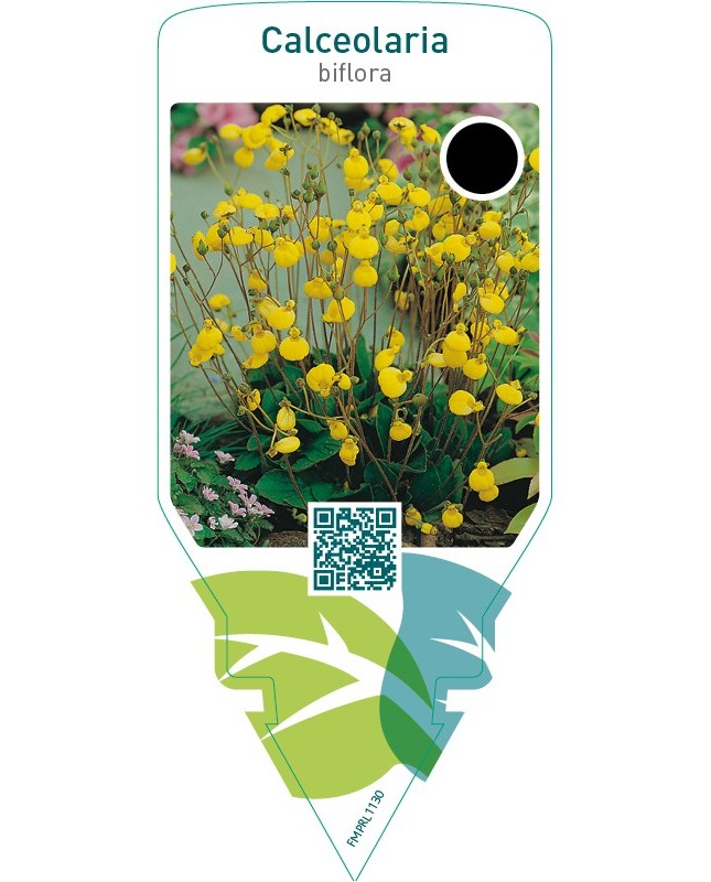 Calceolaria biflora  yellow