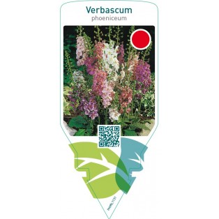 Verbascum phoeniceum