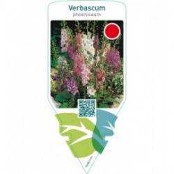 Verbascum phoeniceum