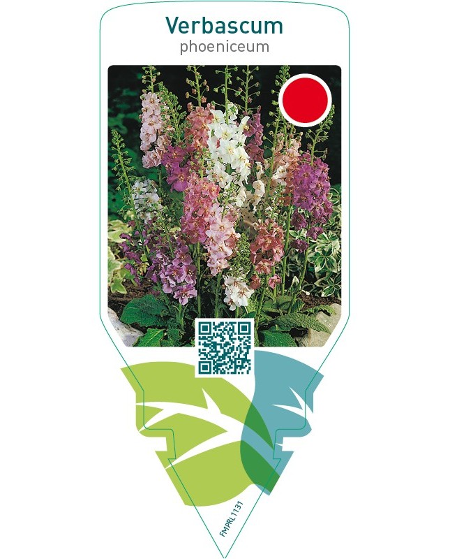 Verbascum phoeniceum