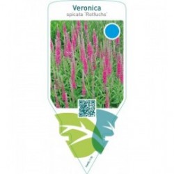 Veronica spicata ‘Rotfuchs’