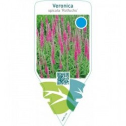 Veronica spicata ‘Rotfuchs’