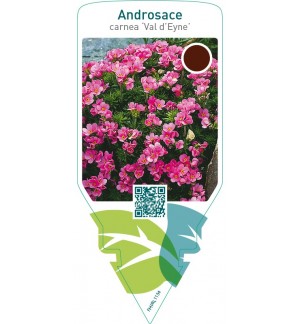 Androsace carnea ‘Val d’Eyne’