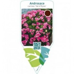 Androsace carnea ‘Val d’Eyne’