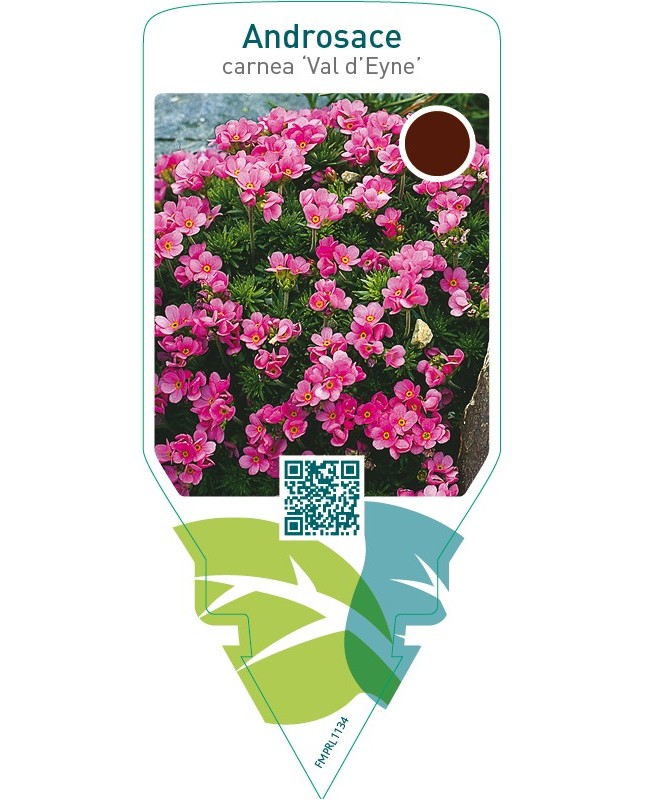 Androsace carnea ‘Val d’Eyne’