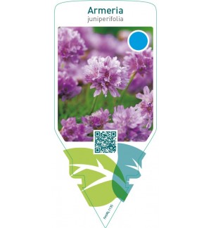 Armeria juniperifolia