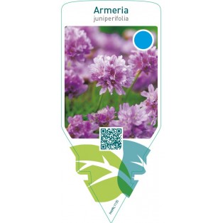 Armeria juniperifolia