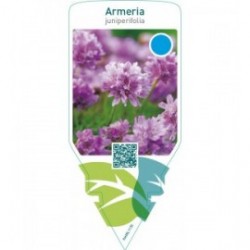 Armeria juniperifolia