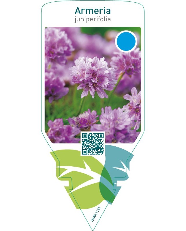 Armeria juniperifolia