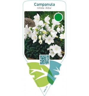 Campanula nitida ‘Alba’