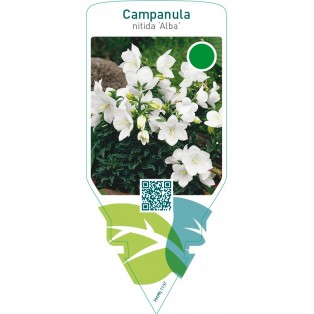 Campanula nitida ‘Alba’