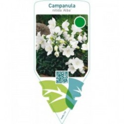 Campanula nitida ‘Alba’