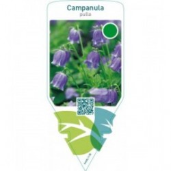 Campanula pulla