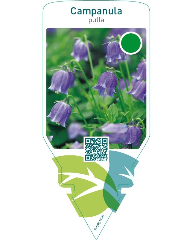 Campanula pulla