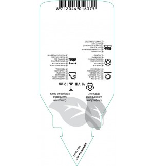 Etichette di Campanula pulla *