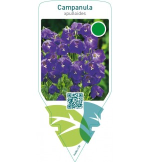 Campanula pulloides