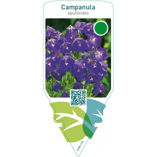 Campanula pulloides