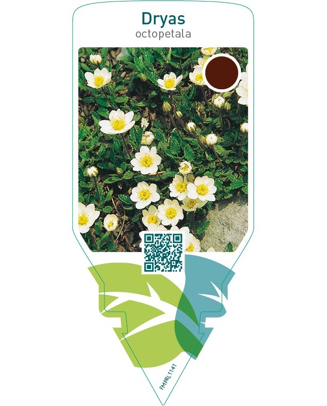 Dryas octopetala