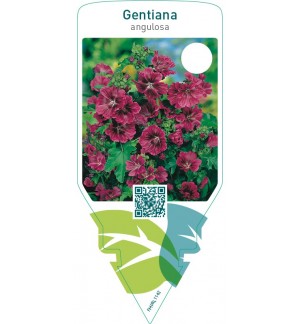 Gentiana angulosa