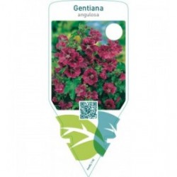 Gentiana angulosa
