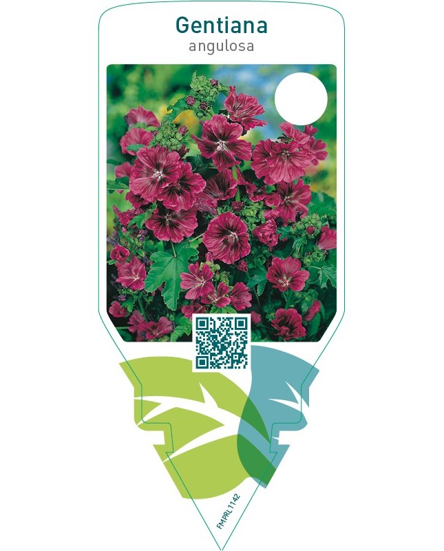 Gentiana angulosa