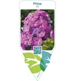Phlox (P)  lilac