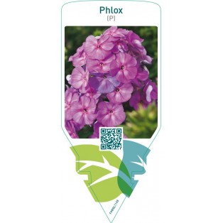 Phlox (P)  lilac
