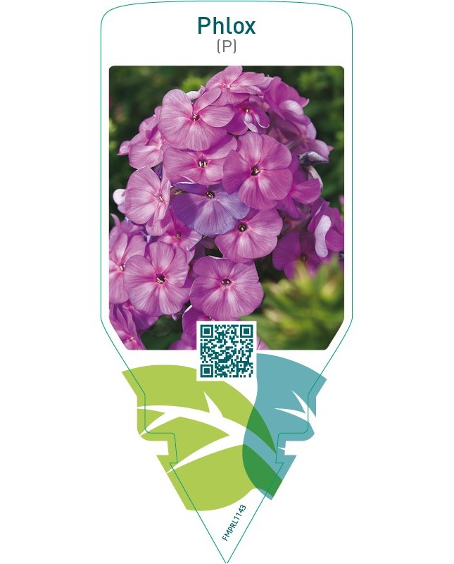 Phlox (P)  lilac
