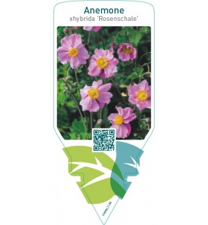 Anemone xhybrida ‘Rosenschale’