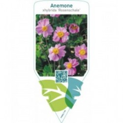 Anemone xhybrida ‘Rosenschale’