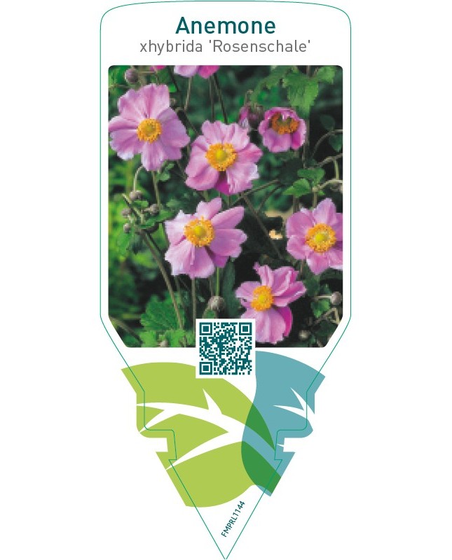 Anemone xhybrida ‘Rosenschale’