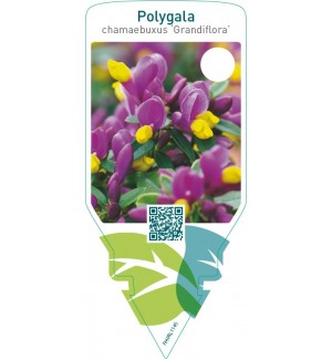 Polygala chamaebuxus ‘Grandiflora’