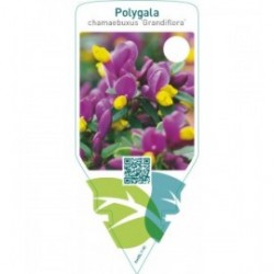 Polygala chamaebuxus ‘Grandiflora’