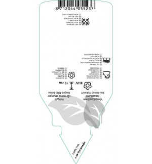 Etichette di Polygala chamaebuxus ‘Grandiflora’ *