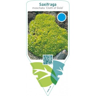 Saxifraga moschata ‘Cloth of Gold’