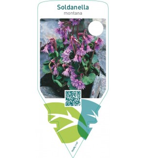 Soldanella montana