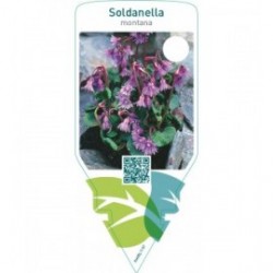 Soldanella montana