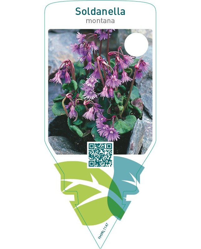 Soldanella montana