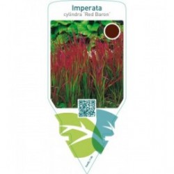 Imperata cylindra ‘Red Baron’
