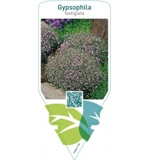 Gypsophila fastigiata  pink